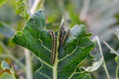 Lahananın tırtıl larvaları lahana yapraklarını yiyen beyaz kelebek.
