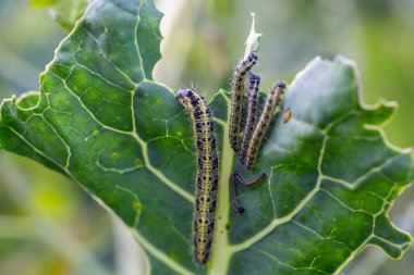 Lahananın tırtıl larvaları lahana yapraklarını yiyen beyaz kelebek.