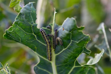 Lahananın tırtıl larvaları lahana yapraklarını yiyen beyaz kelebek.