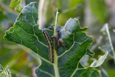 Lahananın tırtıl larvaları lahana yapraklarını yiyen beyaz kelebek.