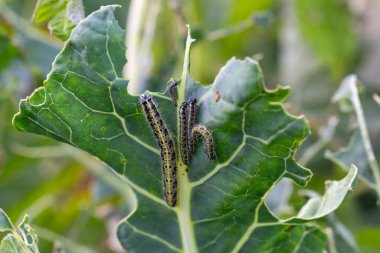 Lahananın tırtıl larvaları lahana yapraklarını yiyen beyaz kelebek.