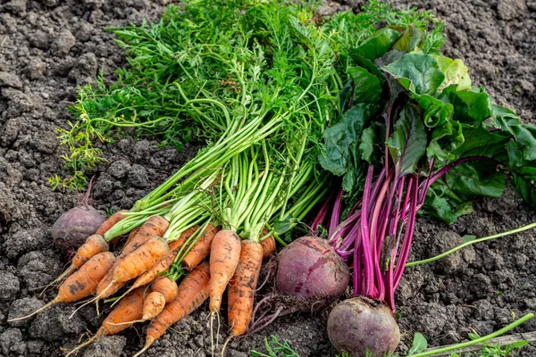 Mann Mit Frischem Gemüse Der Hand Orangefarbene Karotten Und Rüben — Stockfoto