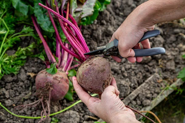 Masa pancarının üstünü kesmek için el makası.
