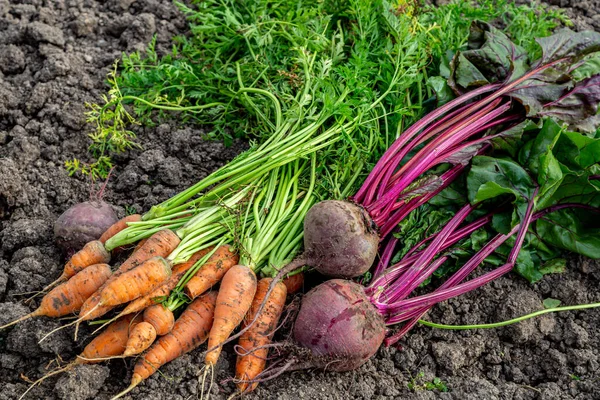 Mann Mit Frischem Gemüse Der Hand Orangefarbene Karotten Und Rüben — Stockfoto