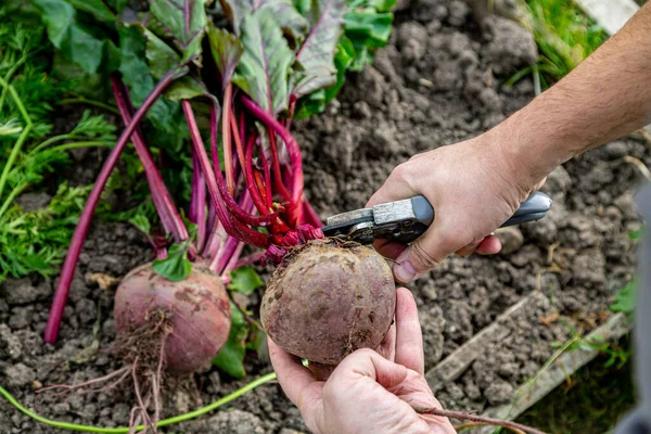 Masa pancarının üstünü kesmek için el makası.