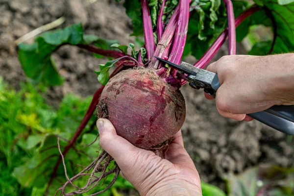 Handschere Zum Schneiden Der Rübenspitzen — Stockfoto