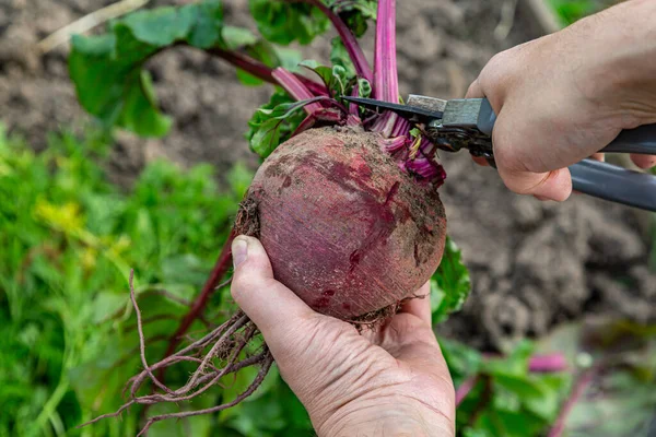 Masa pancarının üstünü kesmek için el makası.