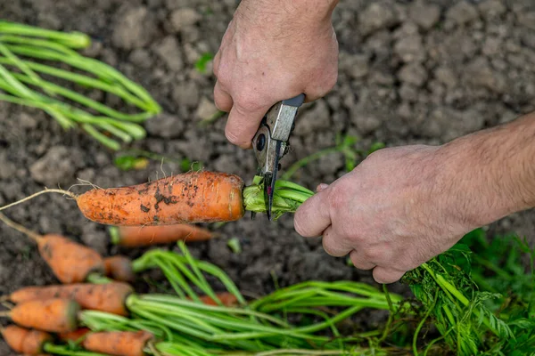 Meyve bahçesinden taze havuç kabukları. (Yakın plan)