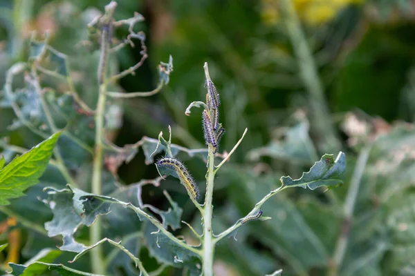 The caterpillar larvae of the cabbage white butterfly eating the leaves of a cabbage