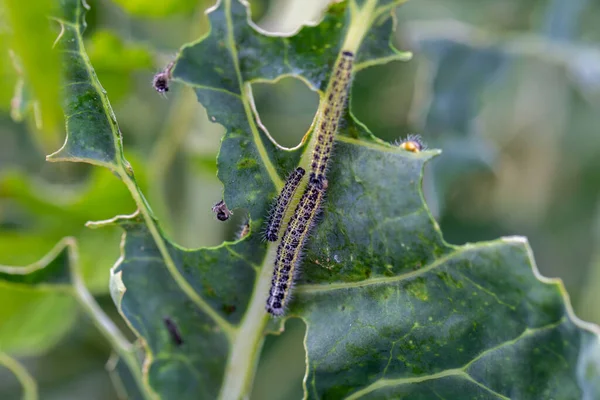 The caterpillar larvae of the cabbage white butterfly eating the leaves of a cabbage