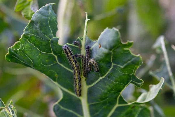 Lahananın tırtıl larvaları lahana yapraklarını yiyen beyaz kelebek.