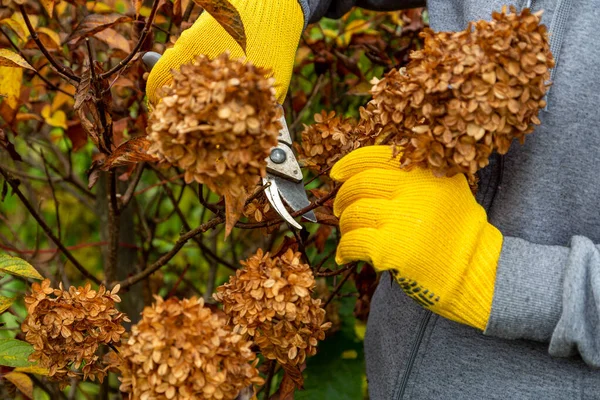 Bush (hydrangea) cutting or trimming with secateur in the garden