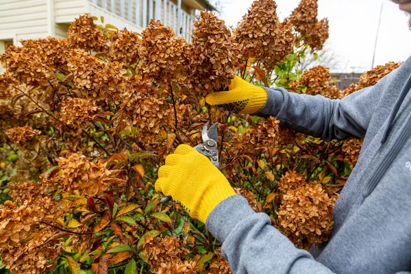 Bush Hortensias Cortando Recortando Con Tijera Jardín — Foto de Stock