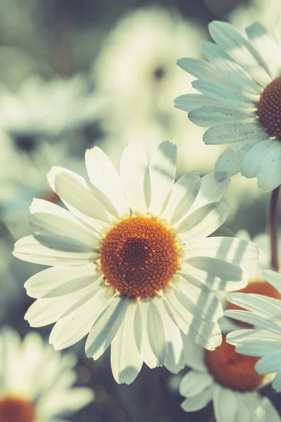 Daisy Flower Wild Chamomile Vintage Style — Stock Photo, Image