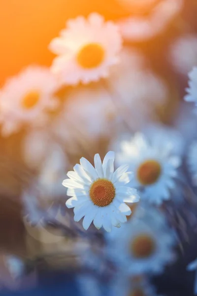 Daisy Flower Wild Chamomile Vintage Style — Stock Photo, Image