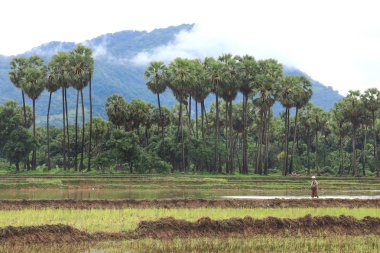 Pirinç tarlaları ve palmiye ağaçları peyzaj