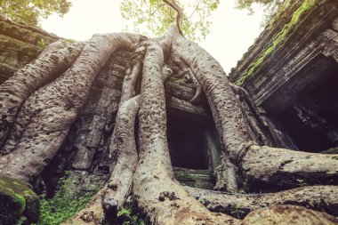 Ta Prohm Khmer tapınağı, Siem Reap, Kamboçya 'da ağaç kökleri büyüyor.