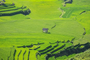 Pirinç tarlaları üzerinde Mu Cang Chai Yenbai Vietnam'Teras. Kuzeybatı Vietnam.Vietnam manzaralar, hasat pirinç tarlaları hazırlamak