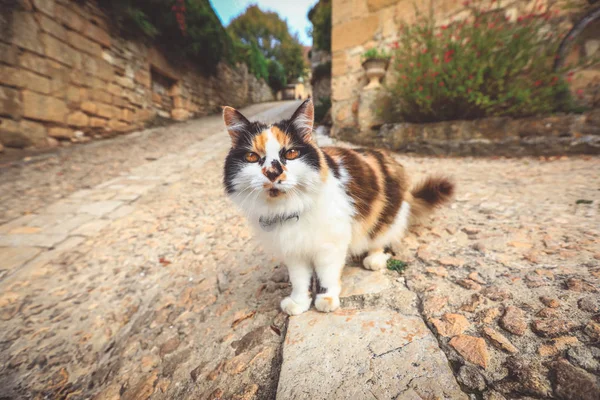 猫沿着老城区的街道走 猫盯着相机 — 图库照片