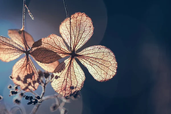 Doğal yeşil arkaplanı olan kuru ortanca çiçeğine odaklan