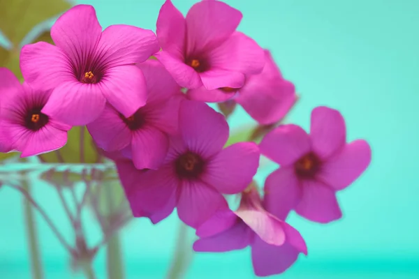 Küçük pembe Shamrock (Oxalis violacea) turqouise arka plan ile çiçek closeup