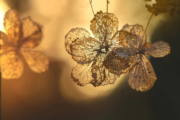 Selective Focus Petal Dry Hydrangea Flower Nature Green Background — Stock Photo, Image