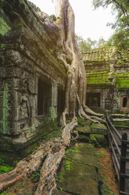 Ta Prohm Khmer tapınağı, Siem Reap, Kamboçya 'da ağaç kökleri büyüyor.