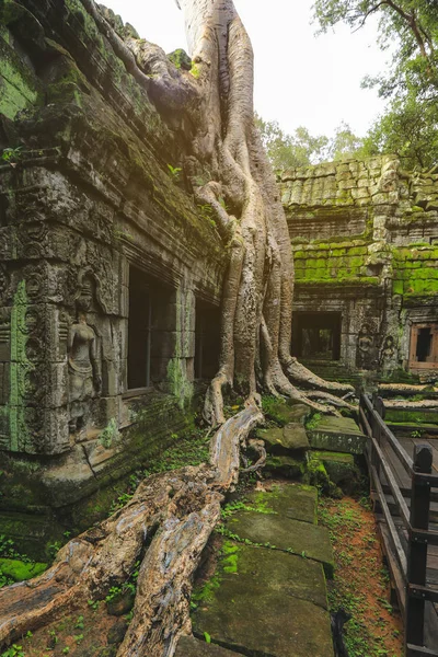 Ta Prohm Khmer tapınağı, Siem Reap, Kamboçya 'da ağaç kökleri büyüyor.