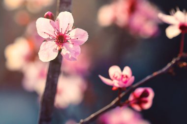 Pembe Japon kiraz veya Sakura kiraz çiçek çiçek Bahar, vintage tarzı