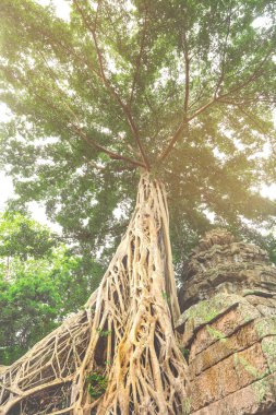 Ta Prohm Khmer tapınağı, Siem Reap, Kamboçya 'da ağaç kökleri büyüyor.