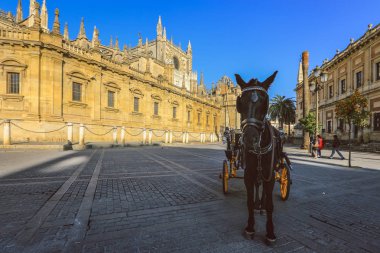 Sevilla'da at arabası, Giralda katedrali (Catedral de Santa Maria de la Sede) Seville, İspanya