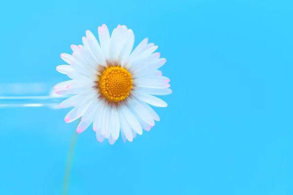 Enfoque Selectivo Las Flores Margarita Sobre Fondo Azul Claro —  Fotos de Stock