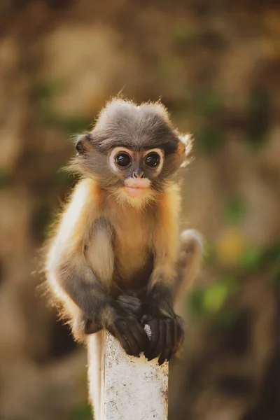 Brillenblattaffe Auch Dämmerungslangur Genannt Schaut Die Kamera — Stockfoto