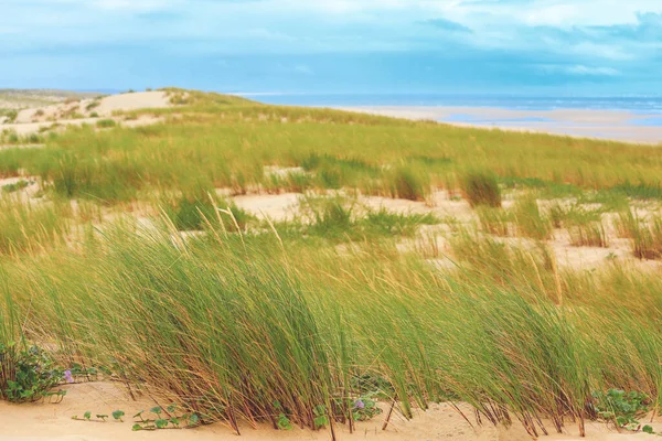 Landscape Grass Sand Dunes Wild Beach — Stock Photo, Image