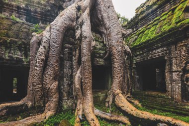Ta Prohm Khmer tapınağı, Siem Reap, Kamboçya 'da ağaç kökleri büyüyor.