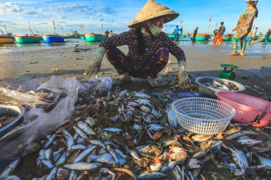 Mui ne, Vietnam - 22 Ocak 2019: Yerel satıcı Mui ne, Vietnam 'daki ünlü balıkçı köyünde balık ve kabuk topluyor