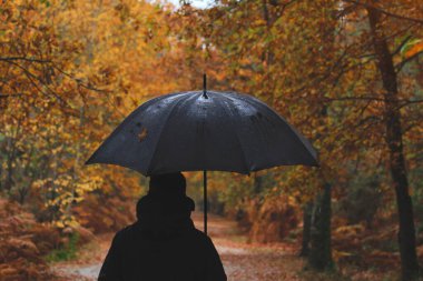 Walking in the woods under the rain with an umbrella during a raining sunday. Golden autumn clipart