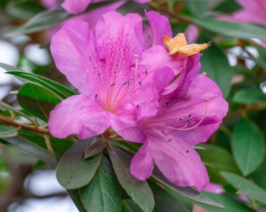 Japon açelyası. Mor çiçek. Yakın plan çiçek açıyor. Güzel bir çiçek tomurcuğu açelya japonica purpurtraum. Her zaman yeşil olan rhododendron bitkisinin pembe taç yaprakları ve mantarları. Tsutsuji serada..