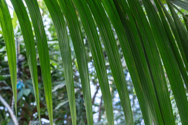 Green date palm tree leaves close-up. Leaf of phoenix sylvestris are pinnate and long. Green background in glasshouse with evergreen tropical plants. Also known as sugar palm family arecaceae