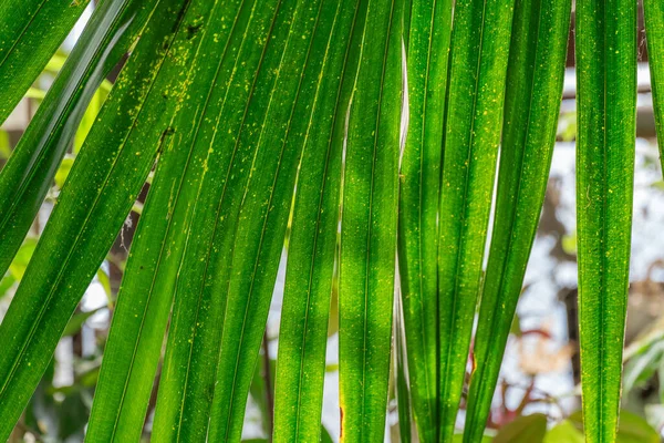 Green date palm tree leaves close-up. Leaf of phoenix sylvestris are pinnate and long. Green background in glasshouse with evergreen tropical plants. Also known as sugar palm family arecaceae