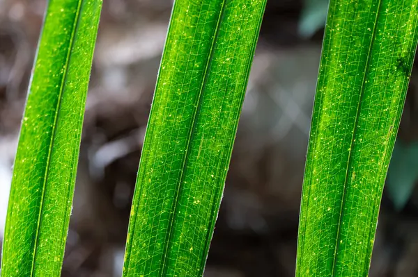 Green date palm tree leaves close-up. Leaf of phoenix sylvestris are pinnate and long. Green background in glasshouse with evergreen tropical plants. Also known as sugar palm family arecaceae