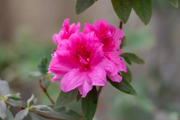 Japanese Azalea Purple Flower Blooming Close Beautiful Bud Blossom Azaleas Stock Image