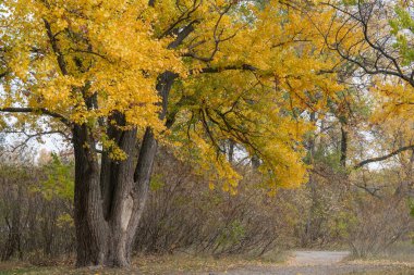 Sonbaharda parlak sarı yapraklı geniş kavak ağacı gövdeleri. Sonbahar renklerinde yapraklı dallar. Altın sezonunun parlak arka planında düşmek. Atmosfer atmosferi turuncu cennet gibi..