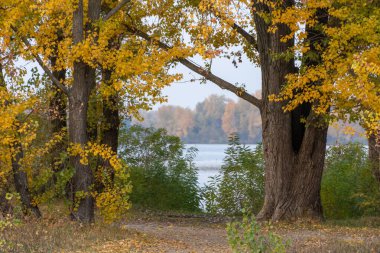 Sonbaharda parlak sarı yapraklı geniş kavak ağacı gövdeleri. Sonbahar renklerinde yapraklı dallar. Altın sezonunun parlak arka planında düşmek. Atmosfer atmosferi turuncu cennet gibi..