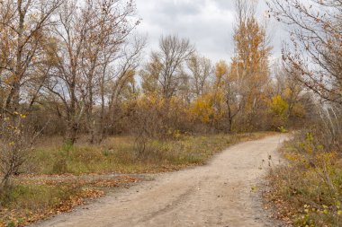 Sonbaharda yaprak döken ormanda boş bir yürüyüş yolu. Ağaçların içinde, ağaçların arasında, sarı yapraklı toprak yol. Ağaçlı patika, sonbahar yapraklarının renginde. Atmosferik düşüş havası.