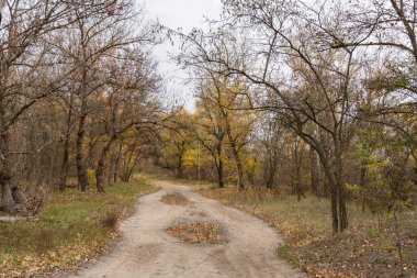 Sonbaharda yaprak döken ormanda boş bir yürüyüş yolu. Ağaçların içinde, ağaçların arasında, sarı yapraklı toprak yol. Ağaçlı patika, sonbahar yapraklarının renginde. Atmosferik düşüş havası.