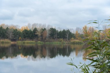 Çam ağaçları ve yaprak döken ağaçlarla dolu bir sonbahar adası. Sonbaharın sonlarında kasvetli gökyüzü manzarası. Yeşil bitkilerin, sarı yaprakların ve mavi suyun güzel doğa karışımı.