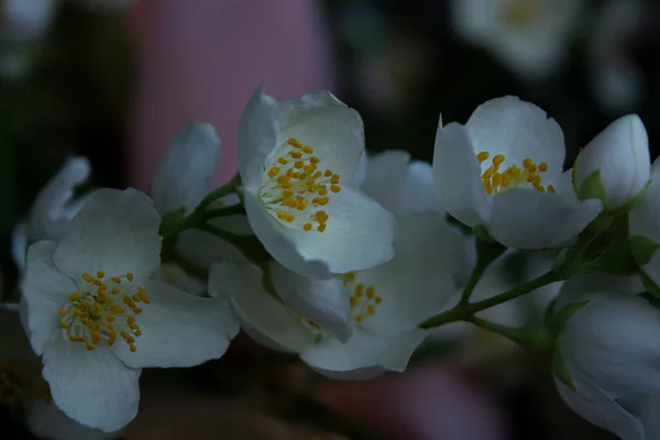 Birkaç Yasemin Çiçeğinin Bir Dalda Yakınlaşması Yakın Plan Fotoğraf — Stok fotoğraf