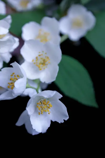 Gros Plan Plusieurs Fleurs Jasmin Sur Une Branche Gros Plan — Photo