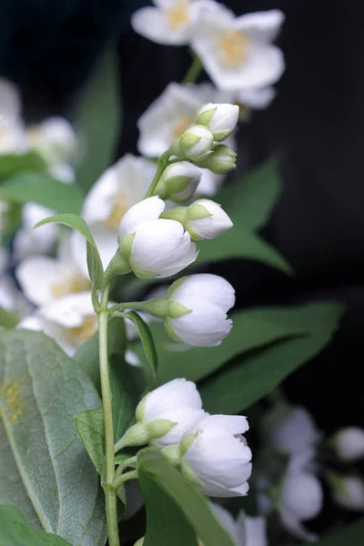 Gros Plan Plusieurs Fleurs Jasmin Sur Une Branche Gros Plan — Photo